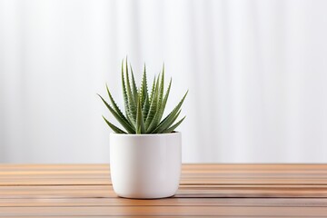 A small cactus in a white pot on a wooden table
