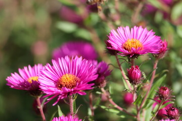 Obraz premium pink flowers of the aster close up. Aster Dumosus