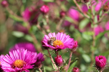 Obraz premium pink flowers of the aster close up. Aster Dumosus