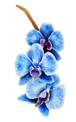 Blue watercolor orchid flower