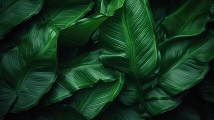 abstract green leaf texture, nature background