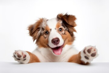 Amusing portrait of a cheerful Australian Shepherd puppy on a white background offering a paw and begging