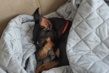 A small dog of the miniature pinscher breed sleeps at home on a bed covered with a blanket. The Zwergpinscher is asleep. Sleeping