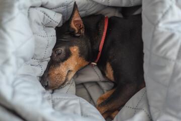 A small dog of the miniature pinscher breed sleeps at home on a bed covered with a blanket. The Zwergpinscher is asleep. Sleeping