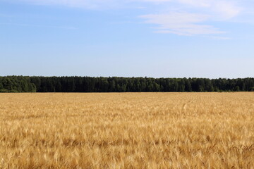 Summer wheat field on a sunny summer day.
