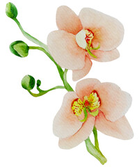 Watercolor orchid flower