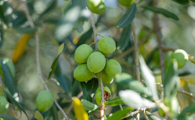 olives on a tree close up