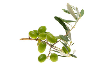 branch with green olives isolated
