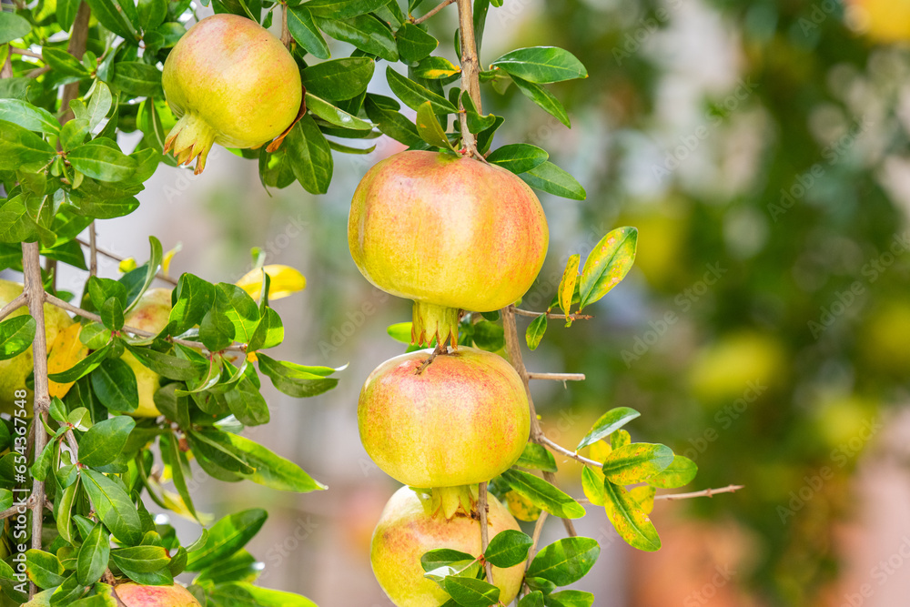 Poster pomegranates growing on a tree on a sunny day