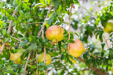 pomegranates growing on a tree on a sunny day