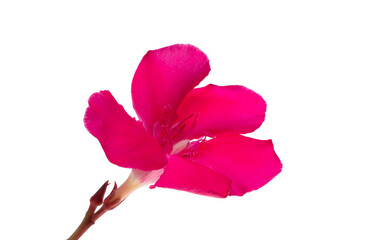 red oleander isolated