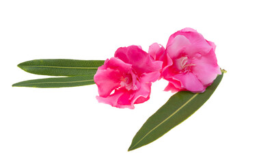 red oleander isolated