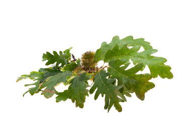 Austrian oak acorn isolated