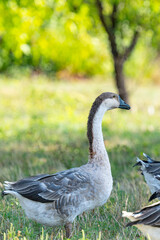 geese grazing on a farm