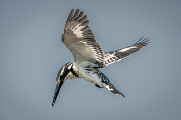Pied kingfisher hovers in clear blue sky - Powered by Adobe