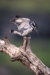 Pied kingfisher looks down from dead branch