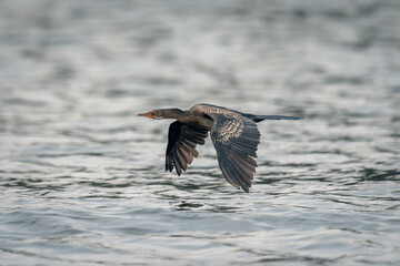 Reed cormorant crosses river with wings lowered
