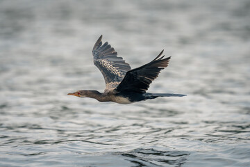 Reed cormorant flies low with wings lifted