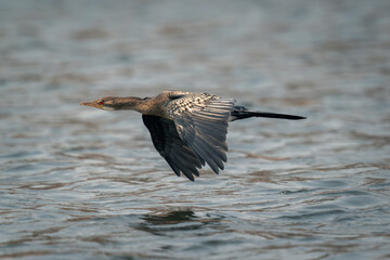 Reed cormorant flies low over calm waters