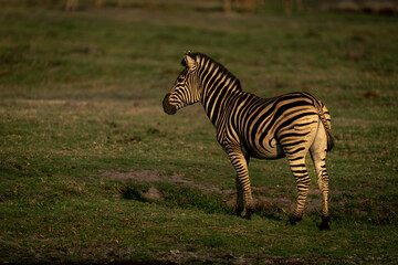 Fototapeta na wymiar Plains zebra stands in sunshine on floodplain