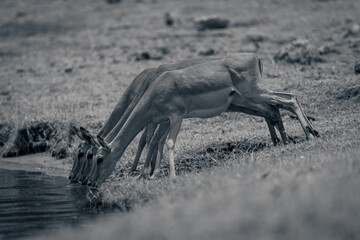 Mono three common impala drink from river