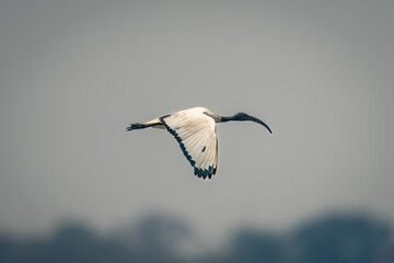 African sacred ibis passes trees lowering wings