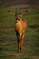 Roan antelope stands facing camera on grass