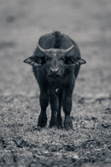 Mono young Cape buffalo stands facing camera