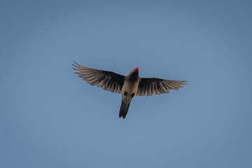 Red-billed oxpecker flies through perfect blue sky
