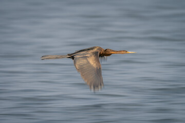 Slow pan of African darter over water