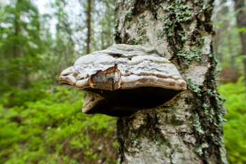 Close-up of hoof fungus growing on a birch tree trunk in spring and the forest landscape as...