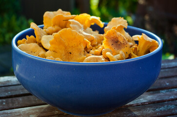 Close-up of fresh newly picked golden chanterelles laying in a blue stoneware bowl outdoors in summer.