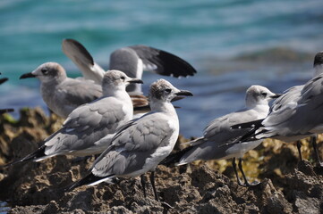 Group of seagulls on the coast