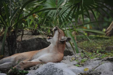 Fotobehang Portrait of an American cougar yawning while lying in natural habitat © Don Serhio