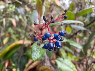 Close-up of blue berries in rainforest of foothills of Mount Roraima, Canaima national park, Venezuela