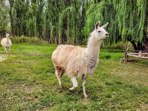 Park with Llamas in Chile