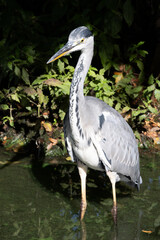 The gray heron (Ardea cinerea) is a long-legged bird of prey in the heron family Ardeidae, native throughout Europe and Asia and parts of Africa.
