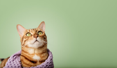Portrait of a Bengal cat in a scarf on a green background.