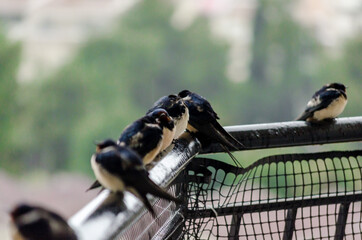 Flock of Shallows Stand in Line on the Railings of a Balcony During Summer Rain. Black and White Birds Sit in a Row to Protect Themselves from Getting Wet. Tropical Weather.