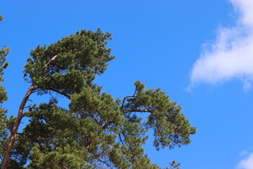 Sky and a large Scots pine