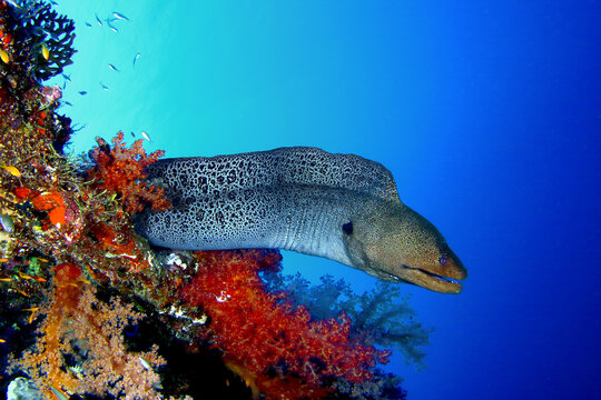 Morena del mar rojo entre corales blandos