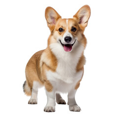 Happy Pembroke Welsh Corgi standing and looking at camera on white background