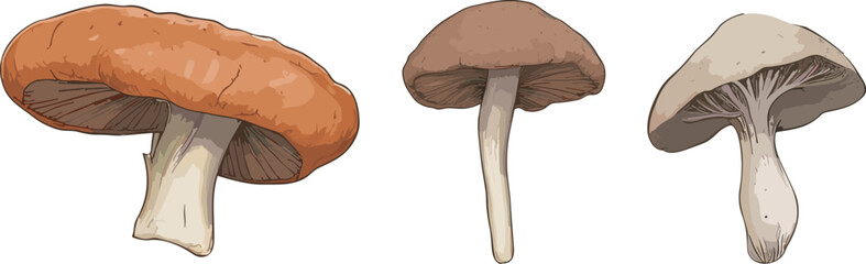 Shiitake isolated on white background. edible mushrooms. autumn harvest. mushroom season. raw food. veganism. vector flat.