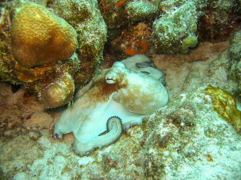 Inkfish Bilder – Durchsuchen 26,974 Archivfotos, Vektorgrafiken und ...
