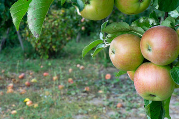 Ripe  big apples on the tree in the garden. Agriculture, organic. Farm