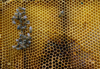 Bees pour nectar into the honeycomb. The bees bring nectar to the hive and fill the honeycomb with...
