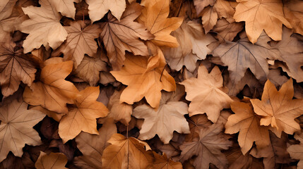 dry leaves brown dry leaves Drop and pile up a lot. . Background for design
 - obrazy, fototapety, plakaty