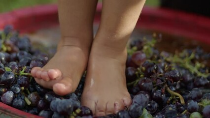 Close up of Young kid foot trampling or stomping grapes. Traditional producing wine concept