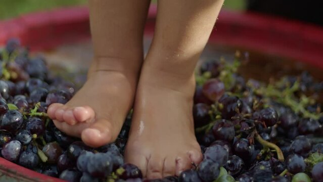 Close up of Young kid foot trampling or stomping grapes. Traditional producing wine concept