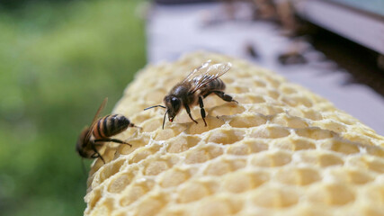Abeille sur des alvéoles de cire